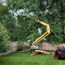 Best Tree Disease Treatment  in Rosenberg, TX