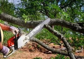 Best Tree Disease Treatment  in Rosenberg, TX