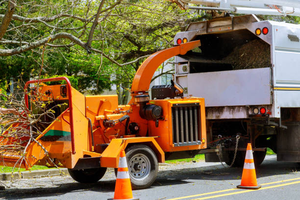 Best Tree Preservation Services  in Rosenberg, TX