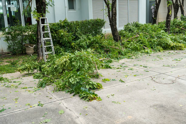 Lawn Maintenance Plans in Rosenberg, TX